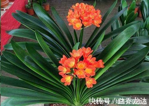 技巧|养君子兰,掌握3个技巧,养出大白根,嗖嗖挤满盆,叶绿开花艳!