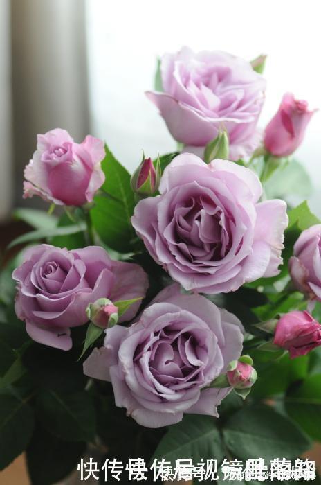 月季|20款紫色月季品种。浓香、抗病非常好养，天然紫色唯美盛开
