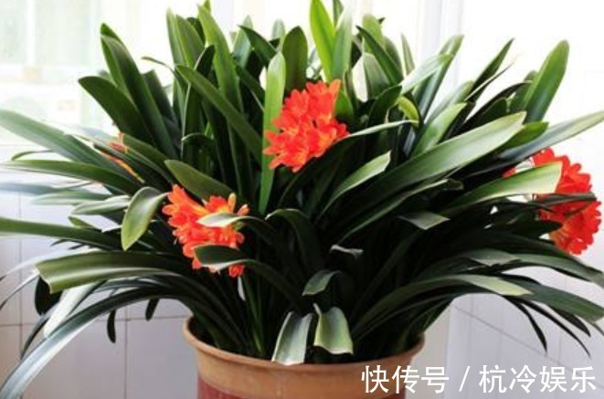 养君子兰学会四季浇水方法，根系长满盆，叶子绿出油