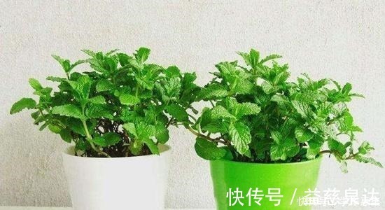 蟹爪兰|卧室养花有讲究，6种适合摆在卧室的花草，晚上不争氧气！