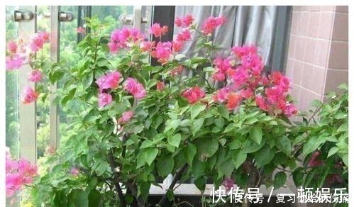 花朵|什么淘米水、黄豆水，都不如1勺粉末，用来养花，花开爆盆！