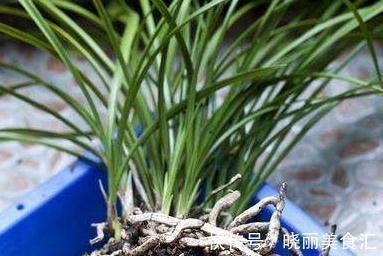 你家的兰花出问题了,其实问题在这里