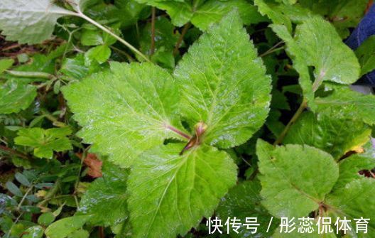 排毒|好食物吃出好身体,常吃3种食物,滋阴补肾,排毒消脂,润肤养颜