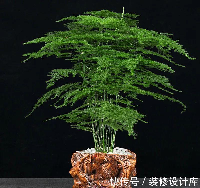 枝条|6种“漂亮花”,长了就狠剪,舍不得剪害处大,耽误一年开花量