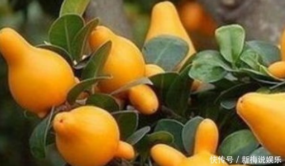 清热解毒|三伏天不容错过此野果,清热解毒,止咳消炎,治脚气,你认识吗