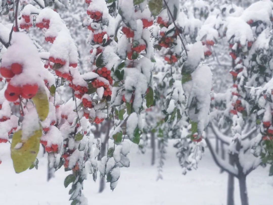 山东交通学院|千里一色！山东高校的“初雪”遇上“立冬”，浪漫绝绝子！