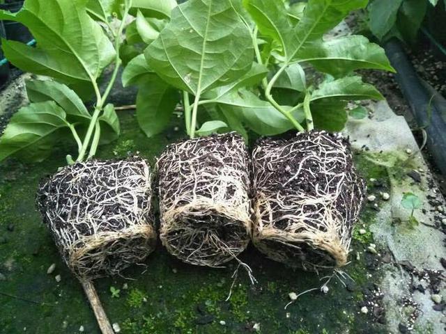 1种“水果”，秋天剪1个枝插盆里，20天长根，年年结满果，吃不完