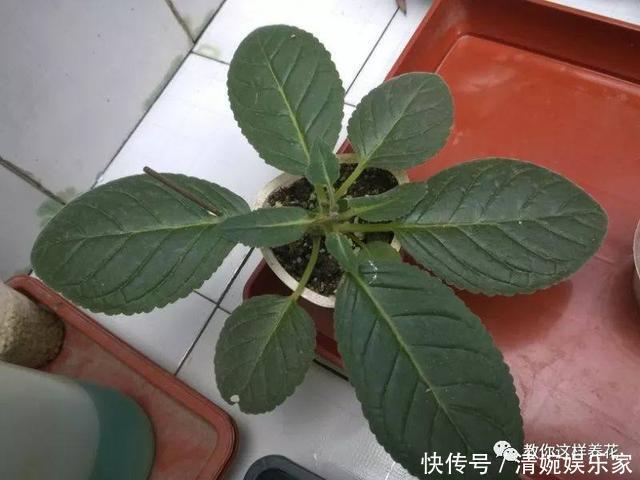 叶片|1种花超耐阴,一点散光就爆盆,花一开就是200多天!