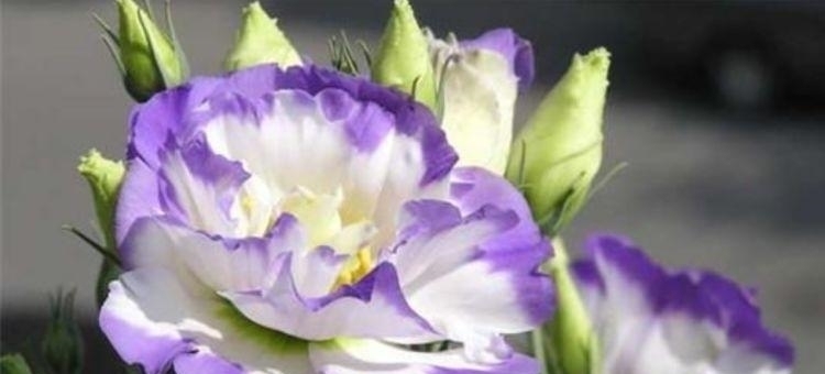 懒人花|此花超漂亮,沾土就活,看了就让人沉醉,年年开花不断,美!