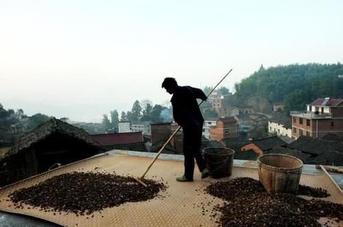 野生一斤100元,种植一斤70元,极受欢迎,越来越多农民种植