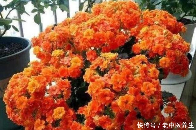 长寿花开始长花苞,4件事不要做错,不然难开花!