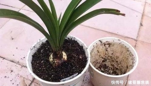 黄叶烂根|最不适合养花的几种土壤,千万不要用,否则黄叶烂根养不活