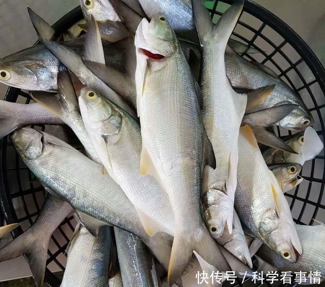 在中国“排名第一”的午鱼,是什么鱼