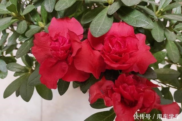 10种花特耐寒,零下5度也能养,冬天也有花看!