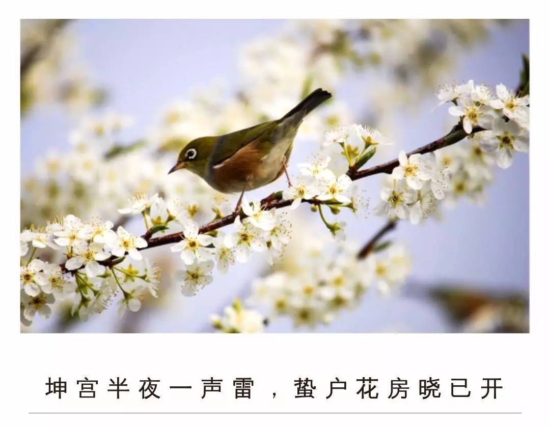 28首惊蛰诗词,惊醒最美春天