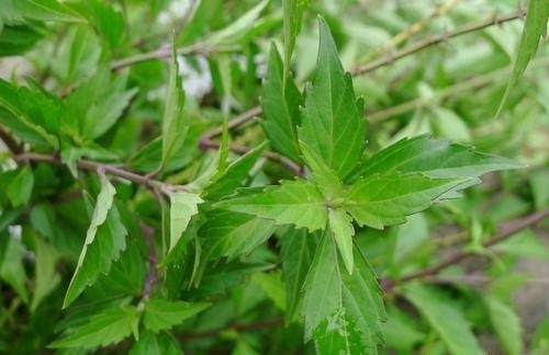 肾草|这东西，路边常见，俗称“肾草”，价值珍贵却被当野草对待，可惜