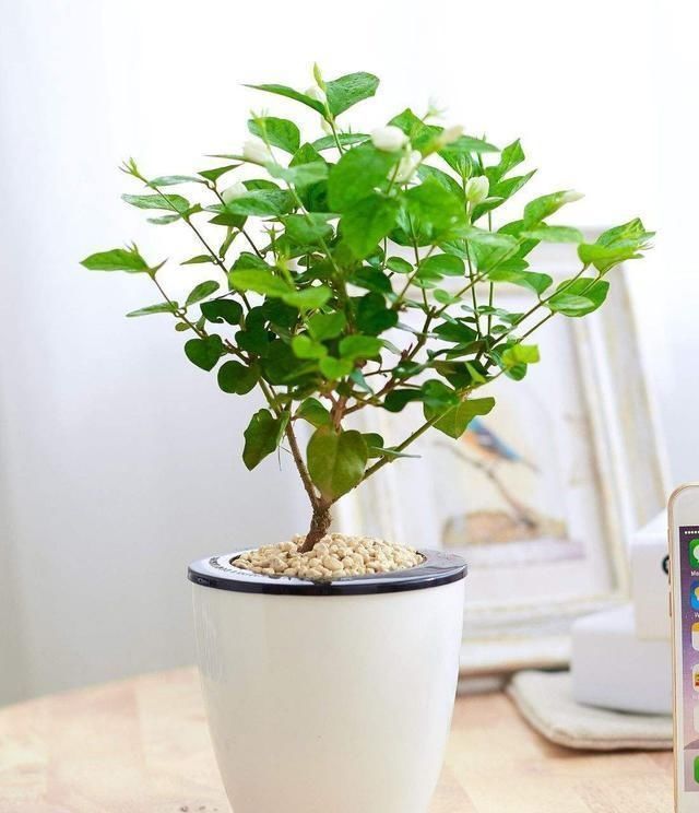 夏日的茉莉花就离不开它们,开花效果太好,黄叶都不见一片