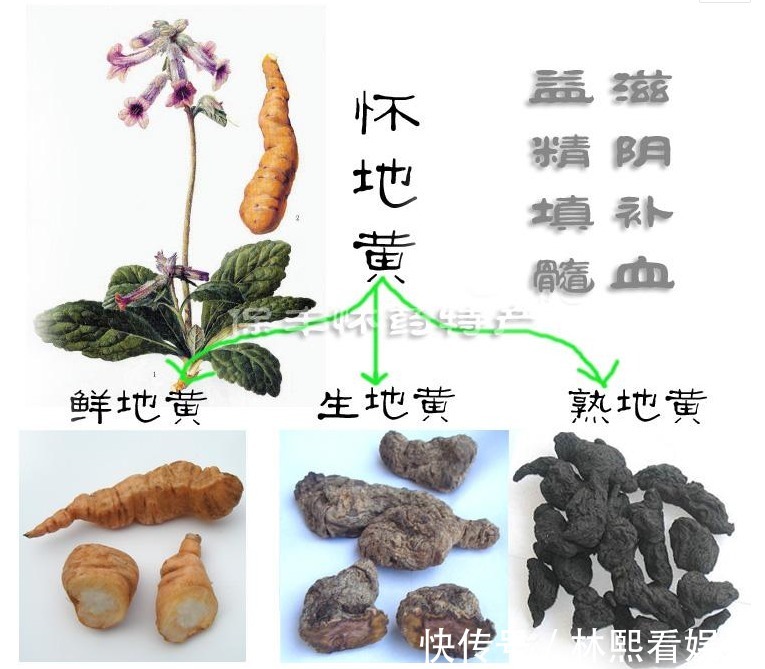 父母官|李时珍“服之百日面如桃花,三年轻身不老”,也许你家门口就有