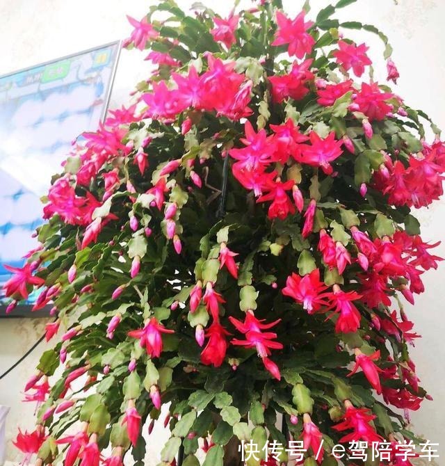 她的蟹爪兰“养成”大花球,一盆开花上百朵,秘诀有3个!