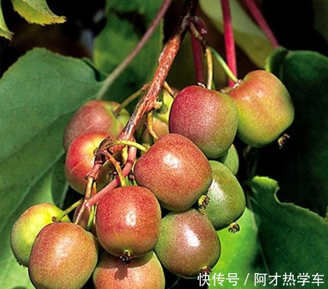 院子里不要在养花,栽种2株此果树,结果美味可口,好样易成活