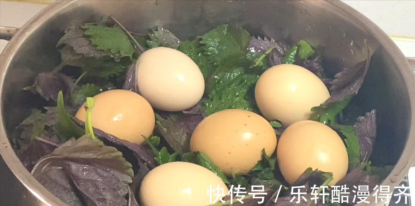 保姆|紫苏煮鸡蛋的作用居然这么厉害,老保姆教你方法,学会不亏