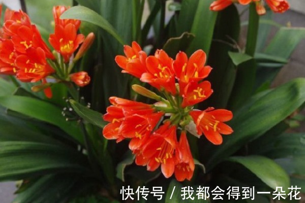 养君子兰有3个“秘诀”，做好了，叶片蹭蹭“长不停”，花朵更艳