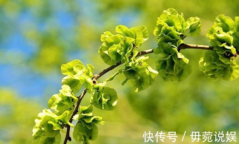 榆荚|藏在树上的“安眠菜”,营养丰富静心安神,现在不吃等一年