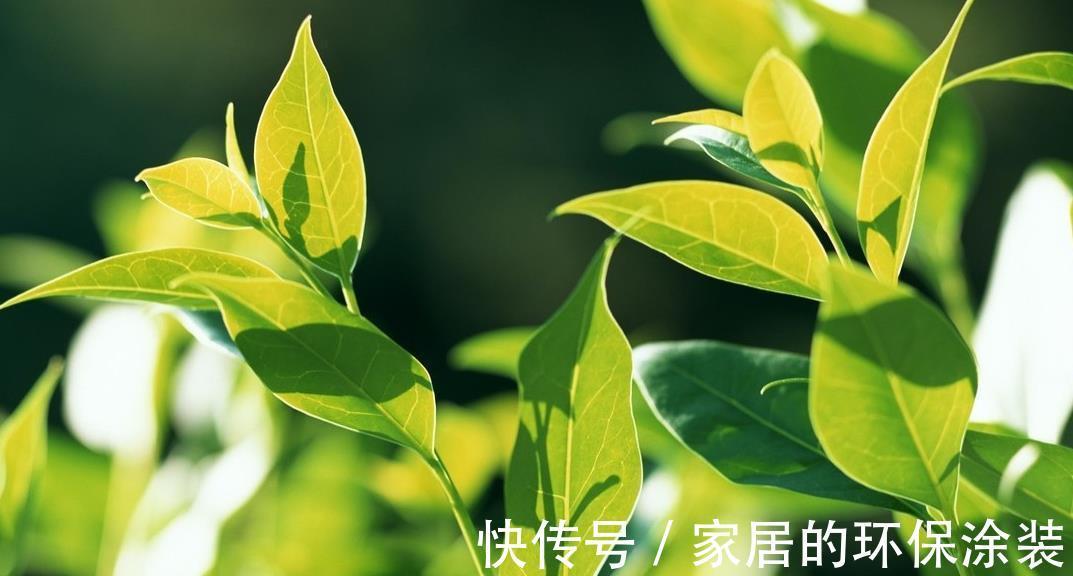 ph值|铁肥的作用和使用方法，知道后会受益良多