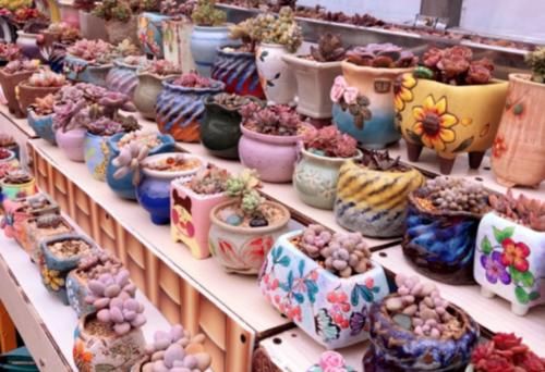 花店里的多肉看起来很漂亮，并非都是因为店主养得好，还可能有其它原因