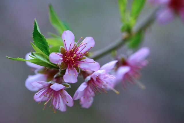 僧人|来武清这里，赏桃花！