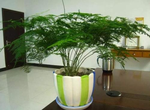  盆栽|冬天，室内的文竹盆栽呼呼地黄叶该怎么办？哪里操作不当了？