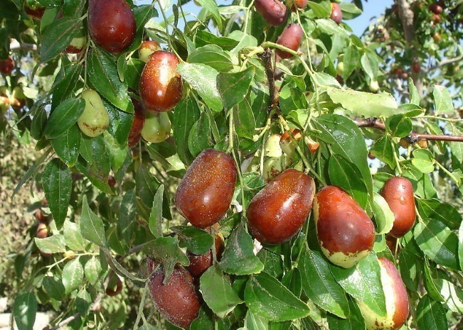 补血|吃红枣不补血原来是你吃错了!这样吃,绝对是“天然大补丸”!