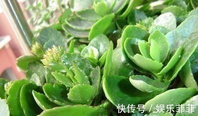 蟹爪兰|悄悄告诉你,此5种花,掐个叶就生根,懒人都能养开花!