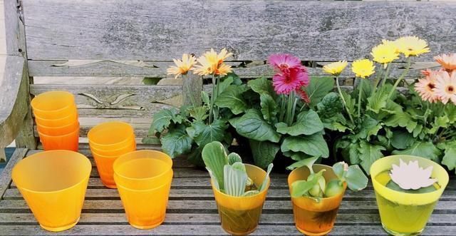 5种花开完后,剪下的枝条不要扔,活性高适合扦插,一插一大盆