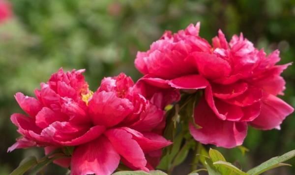 虎威&俗话说:人心隔肚皮,有4种人“面善心黑”,远离才能福运满满!