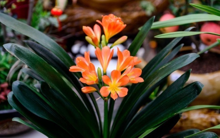 油亮|君子兰进入生长期,春天做好“3足”,新叶长得多,整齐又油亮