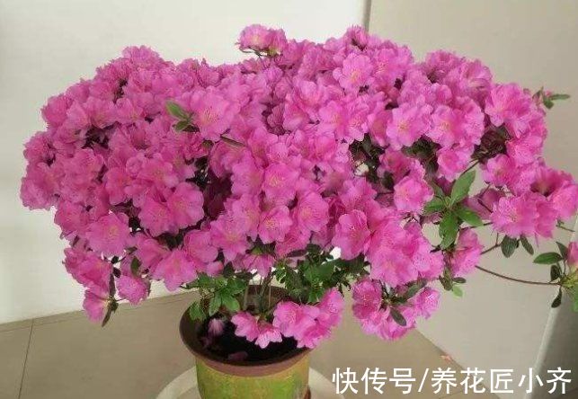 植物|羊粪肥、发酵肥料都不如这“粉末”，定期浇灌，根壮、叶绿、花多