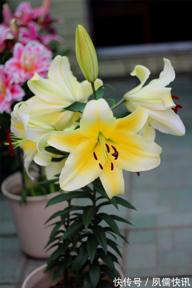 喜欢菊花,就养盆“菊中精品”东海の红,似玫红莲座,绚丽优雅