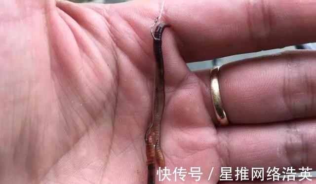 蚯蚓挂钩的6个小技巧,学会后渔获多多,一条接着一条