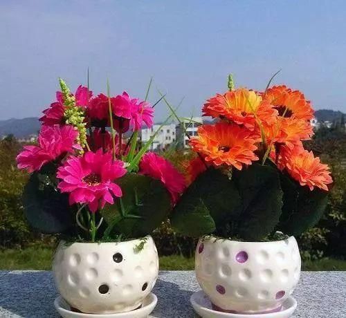 立春后，家里养上这3种植物，寓意特别好~快试试~