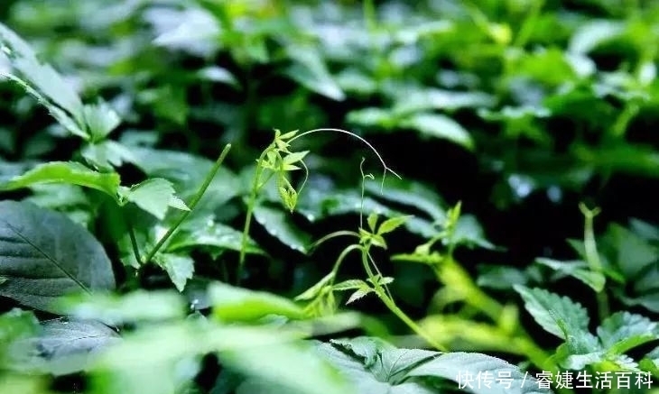 降血壓|農村被稱為“南方人參”，靈芝加點它泡水，對降血壓降血脂有奇效