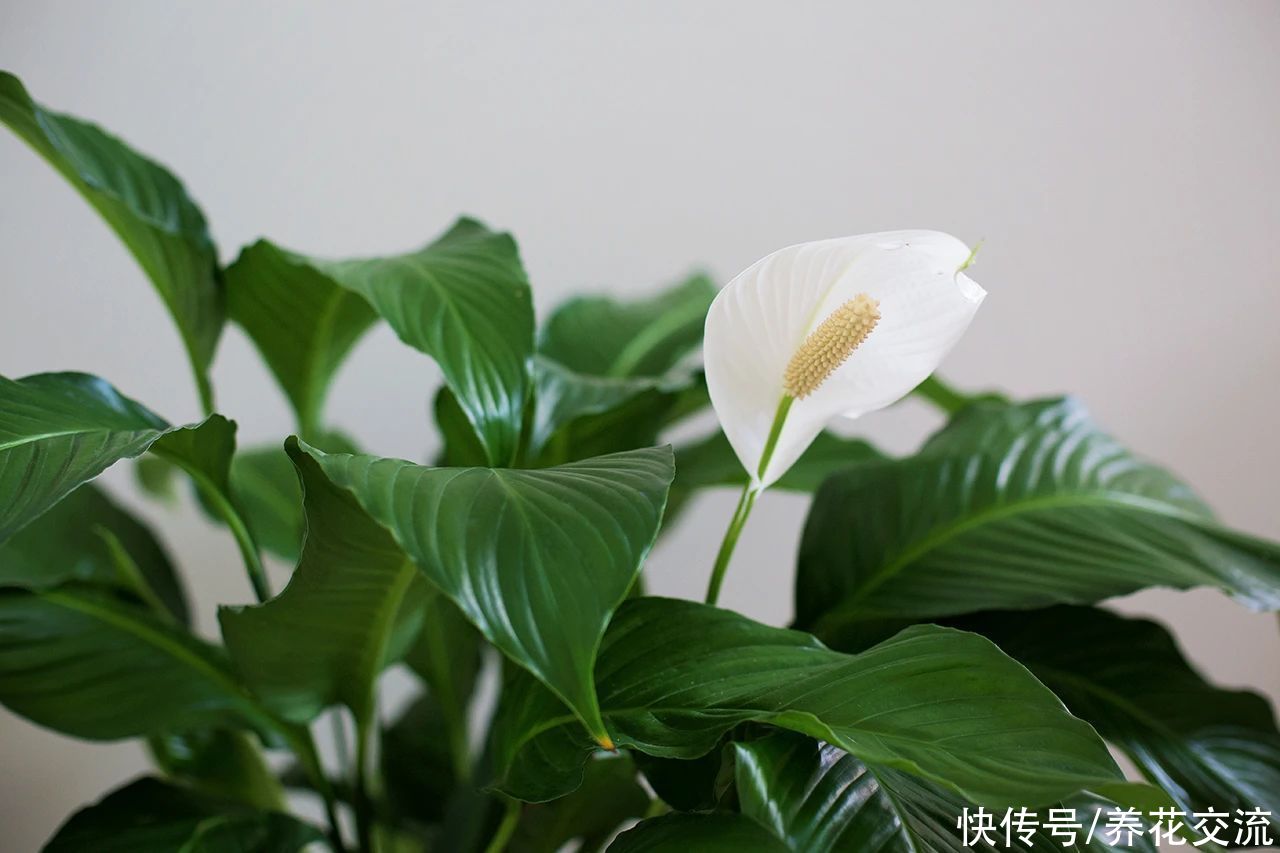 新手绿植选这几种不会错,容易养活,容易养出高颜值