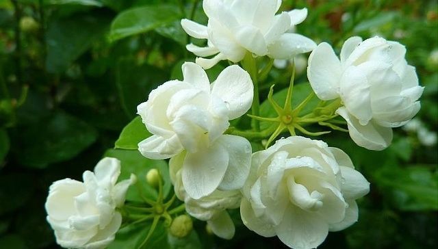  老花农说茉莉花年年开花，你需要做好这几点，香极了