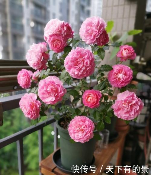 玛格丽特|阳台养花在精不在多,3种花好养又好看,值得养一盆