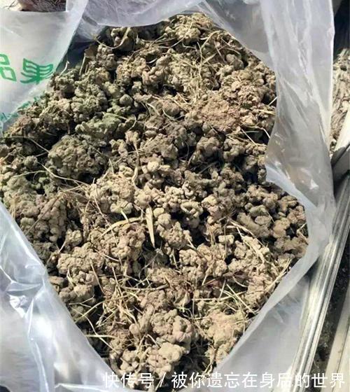 烂根|盆底垫三种东西,不怕招虫不烂根生病,养花更省事了