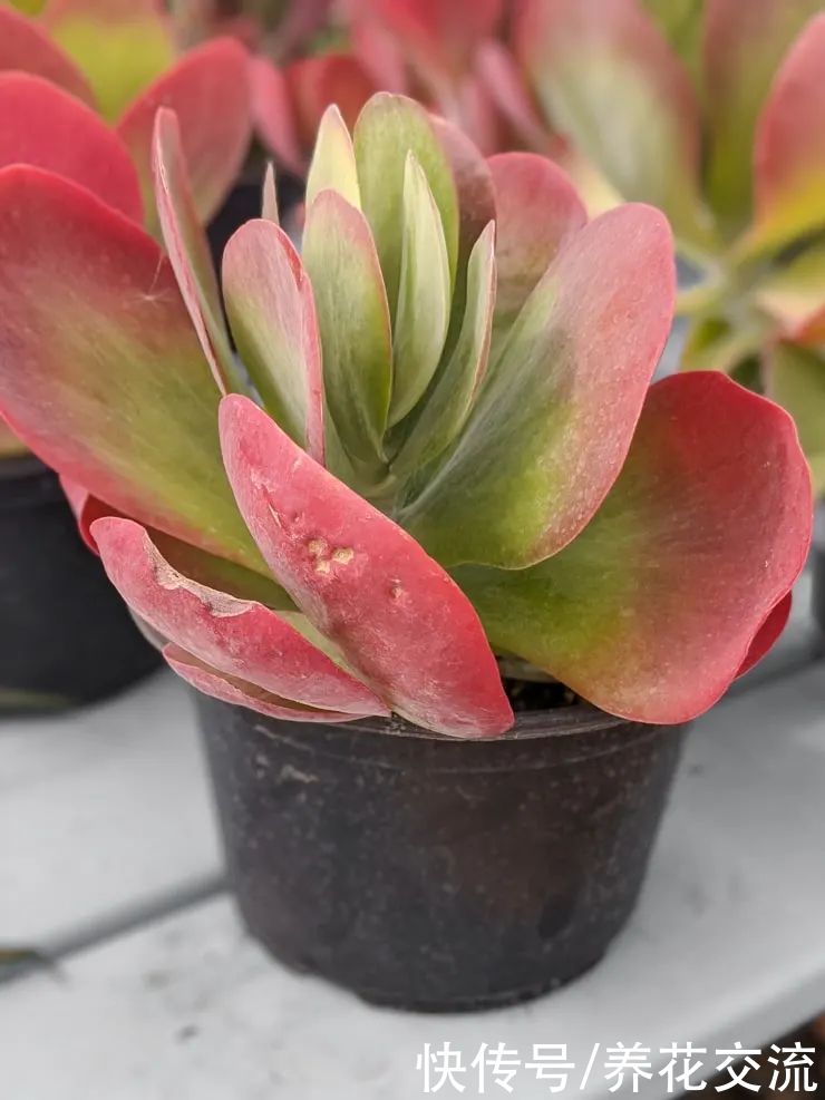 玉树|新手养好盆栽多肉的几个秘诀,选些好养的品种也是极其关键的