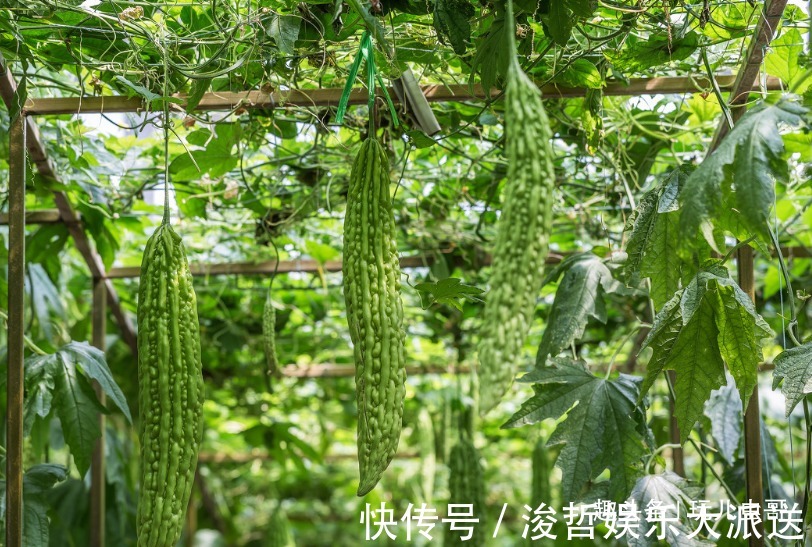 营养土|苦瓜味道虽苦，却补肾健脾，栽培有技巧，种出好食苦瓜！