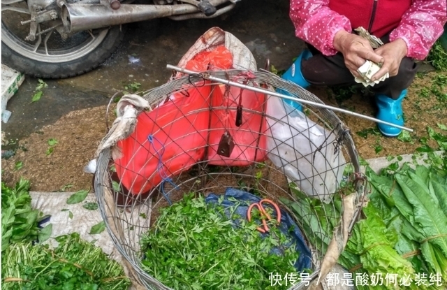 集市有种野菜价格贵过猪肉，农村大姐一上午摘100斤不愁卖