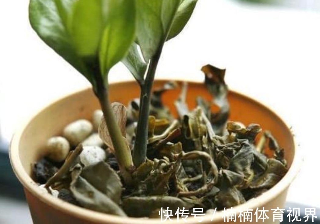 夏天养花,4种水别乱浇,不然花盆里滋生小虫子,很烦人