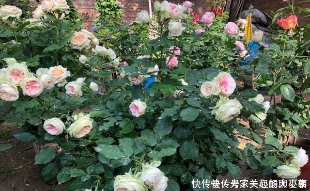 月季|家里月季“睡醒了”,需要给它做“几件事”,才能长得旺,开花多!